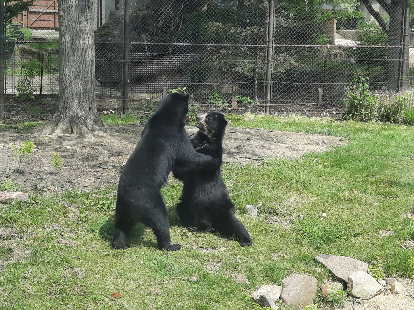 Andean Bear Play Fight