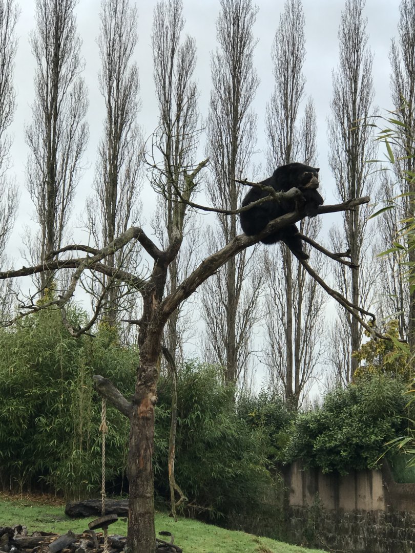Andean Bear Resting on Tree
