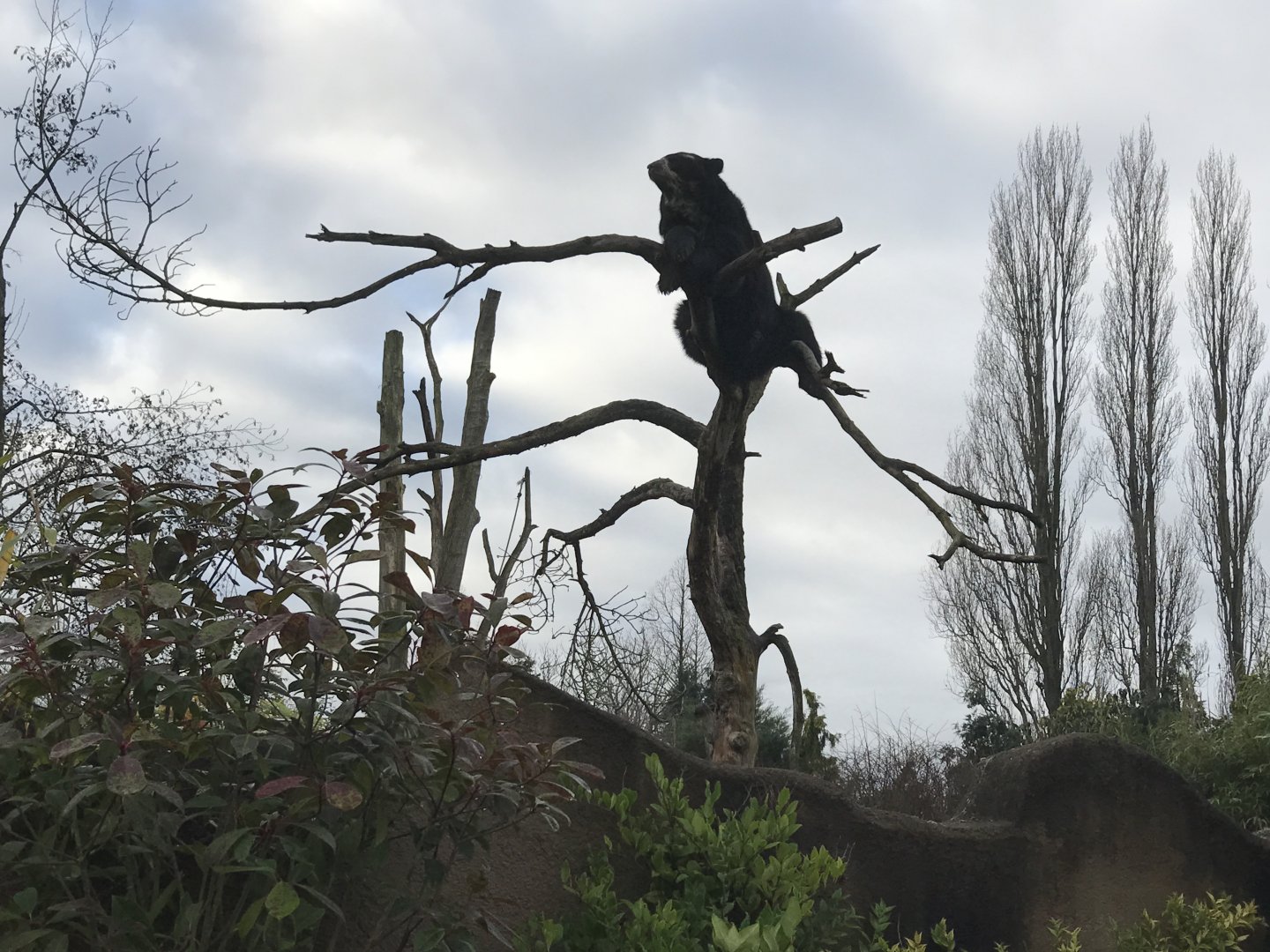 Andean Bear Resting on Tree