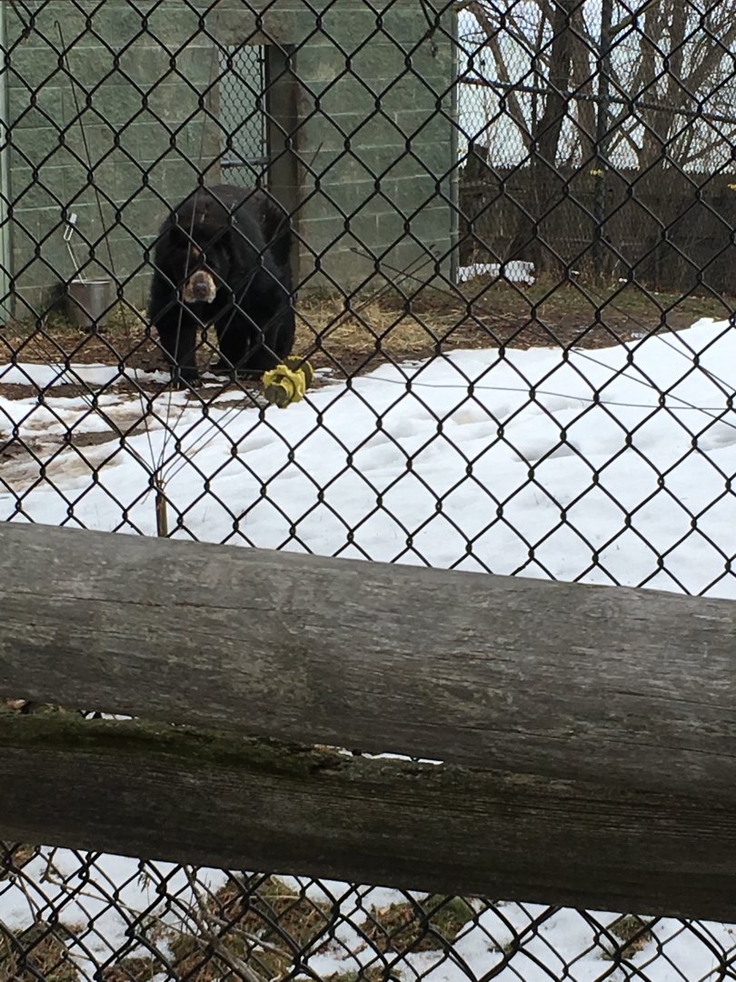 Andean Bear Ridge - Andean Bear