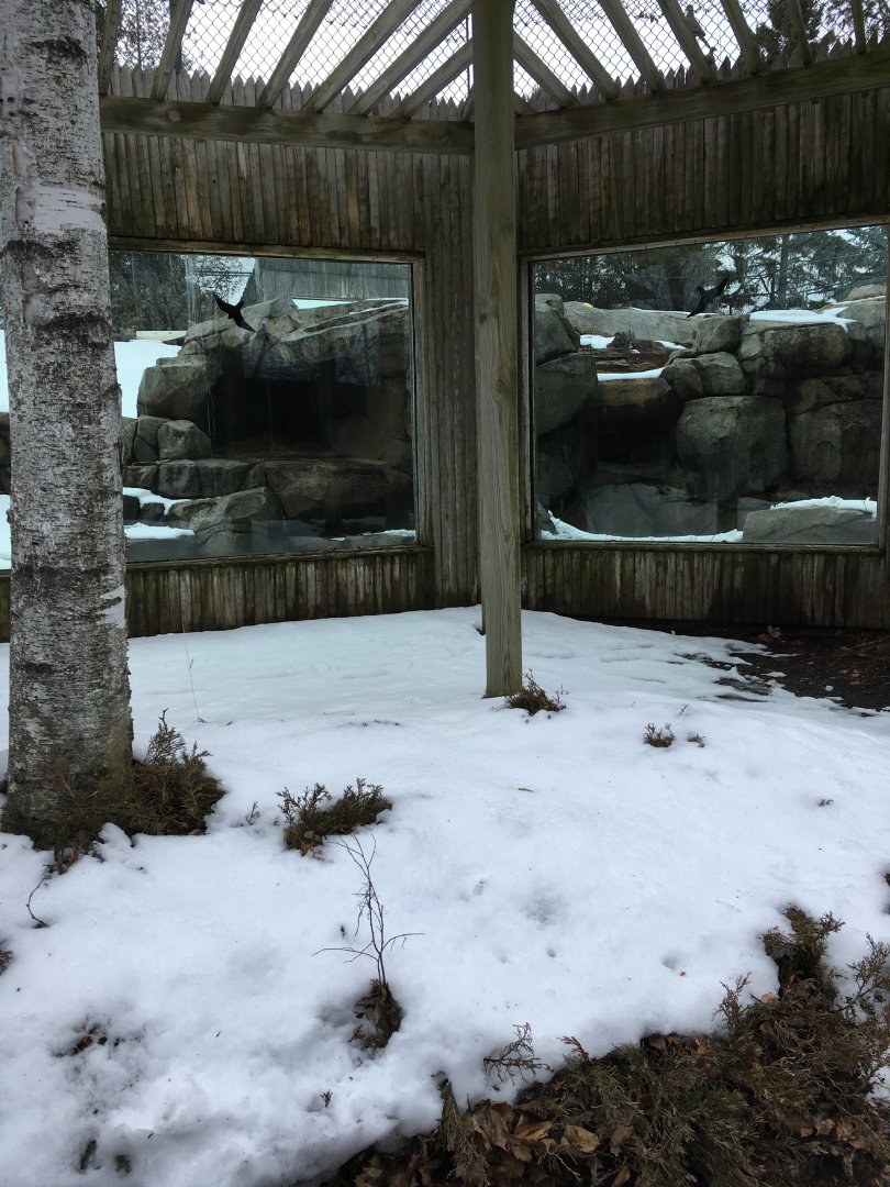 Andean Bear Ridge - Glass Viewing