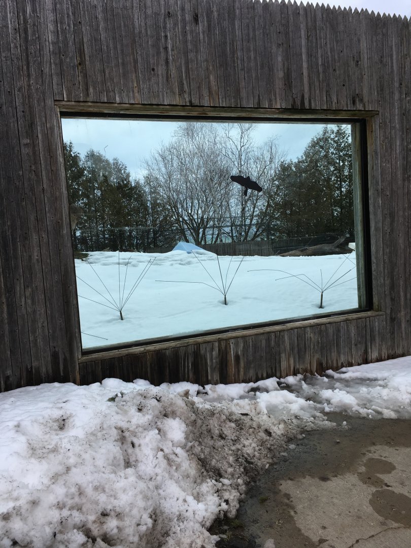 Andean Bear Ridge - Glass Viewing