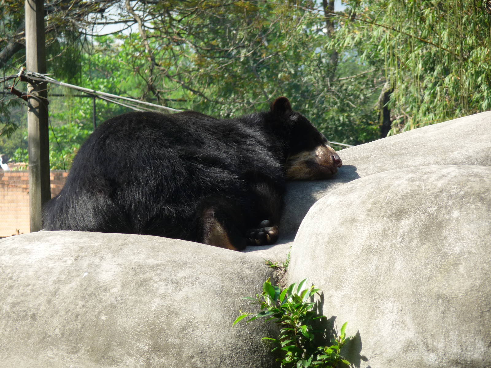andean bear riozoo