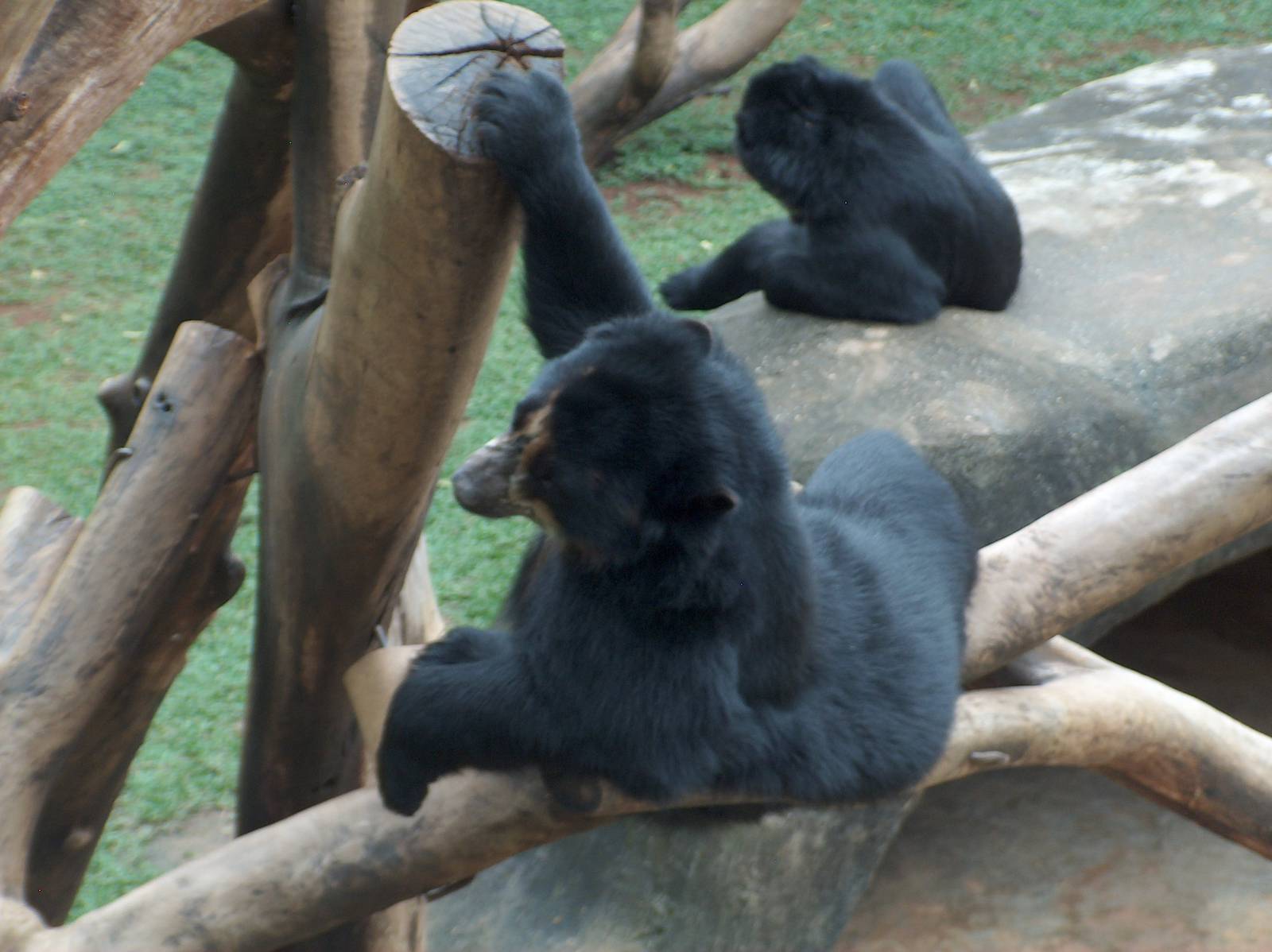 andean bear sao paulo zoo
