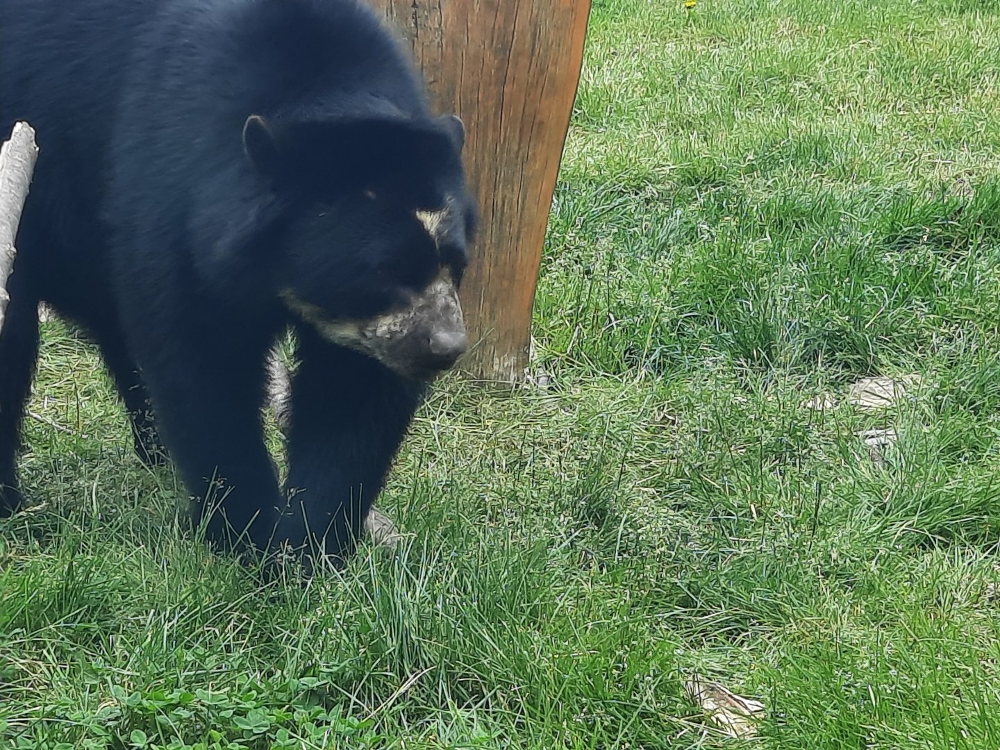 Andean Bear  - Sinchi