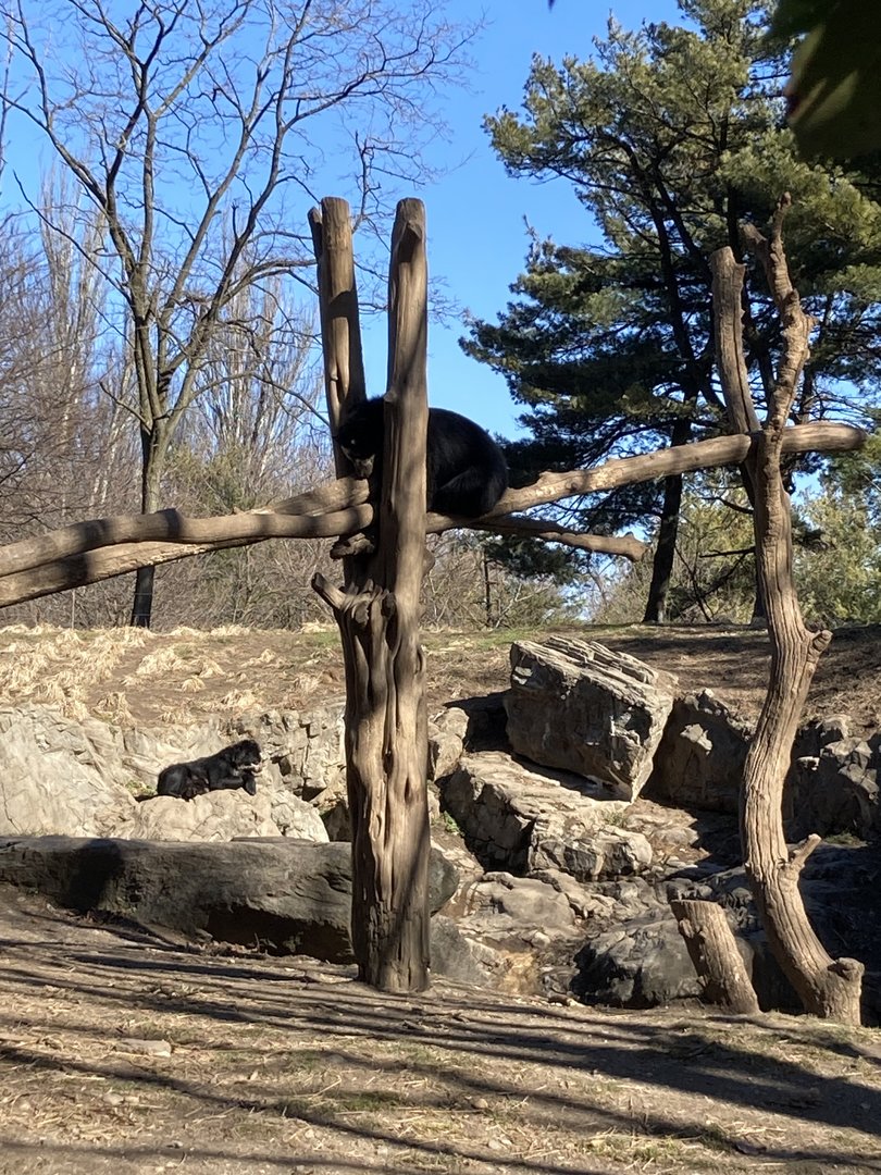 Andean Bear sleeping in tree