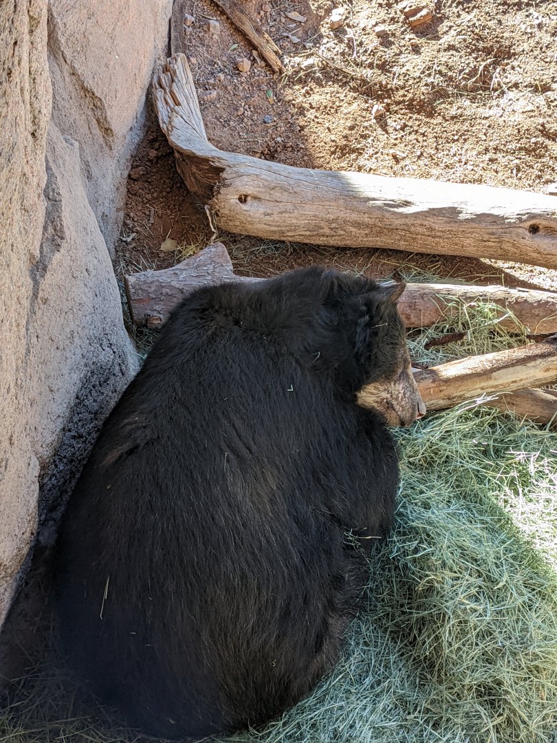 Andean bear sleeping