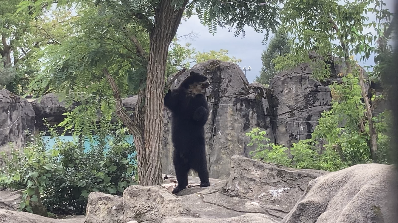 Andean Bear standing on two legs