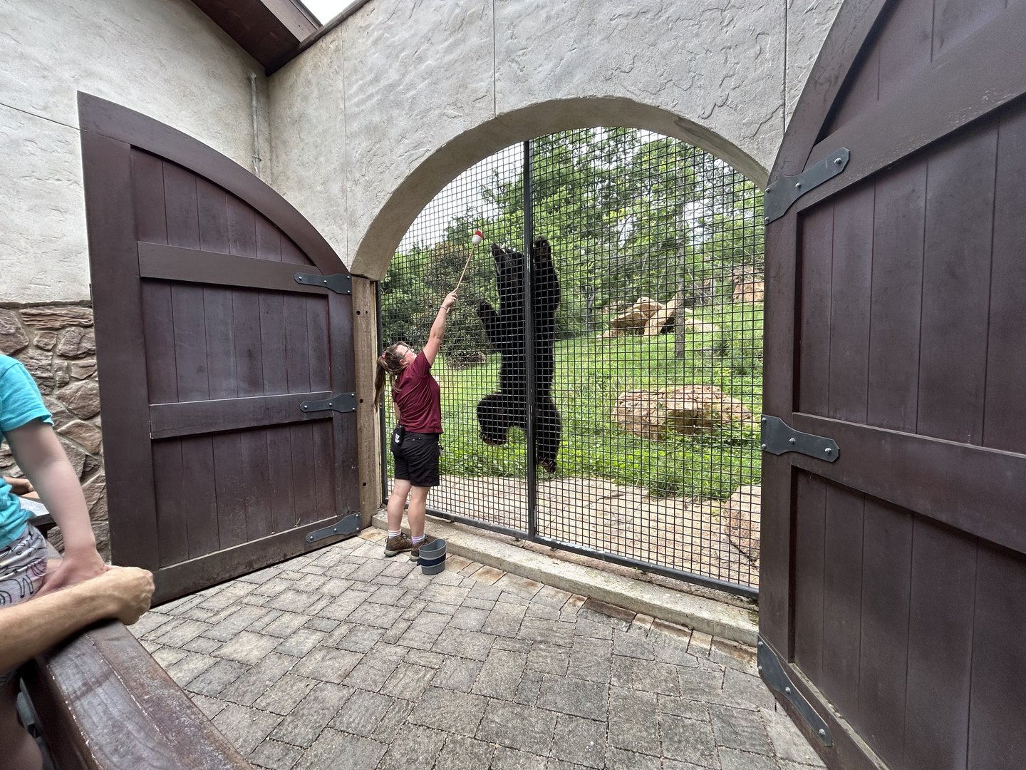 Andean Bear Training Demonstration