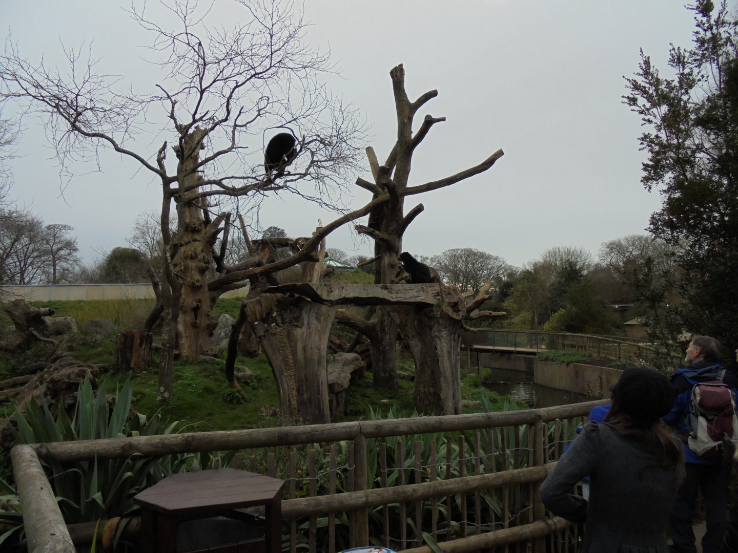 Andean bear (Tremarctos ornatus) in tree