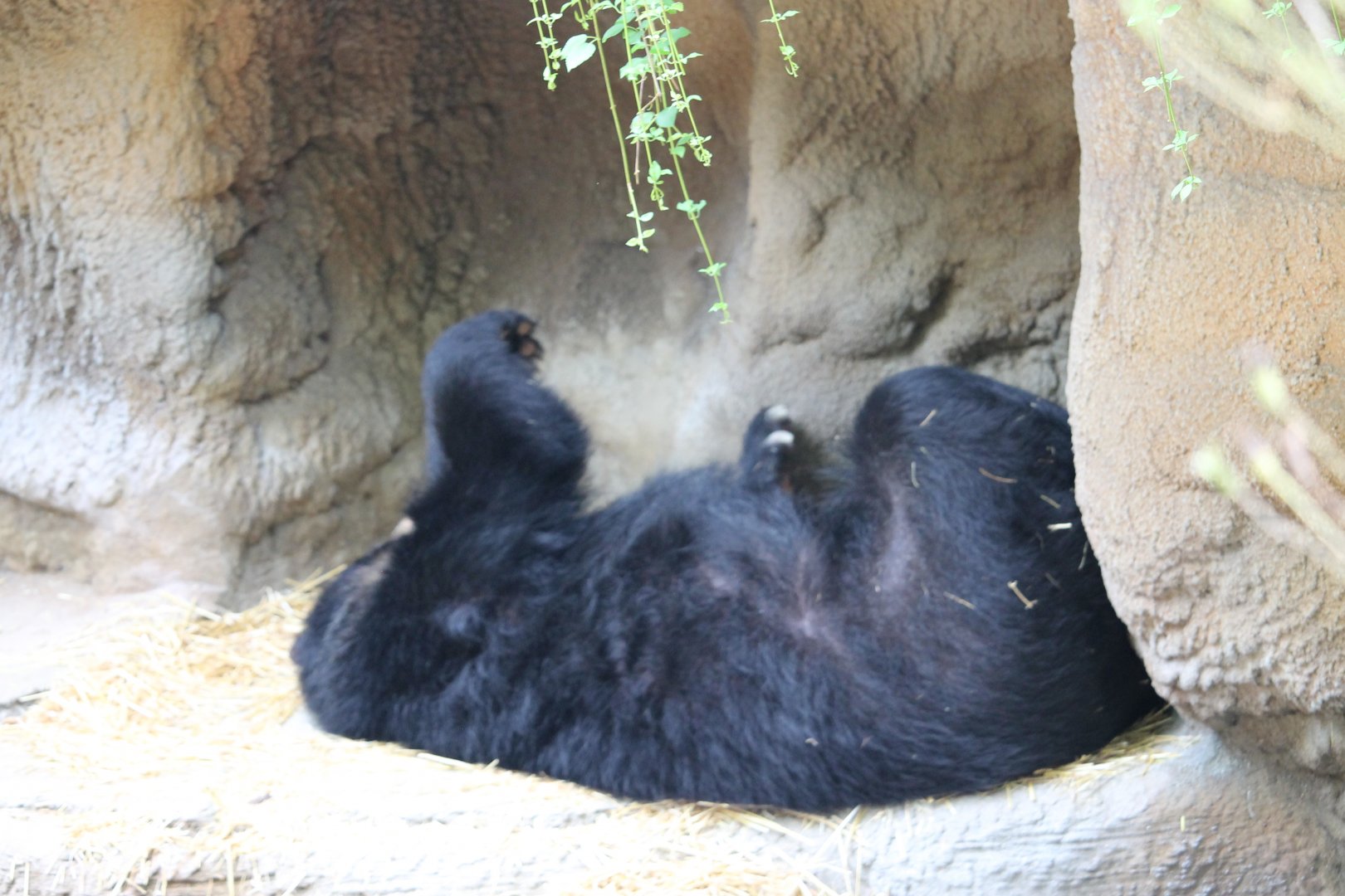 Andean bear (tremarctos ornatus)