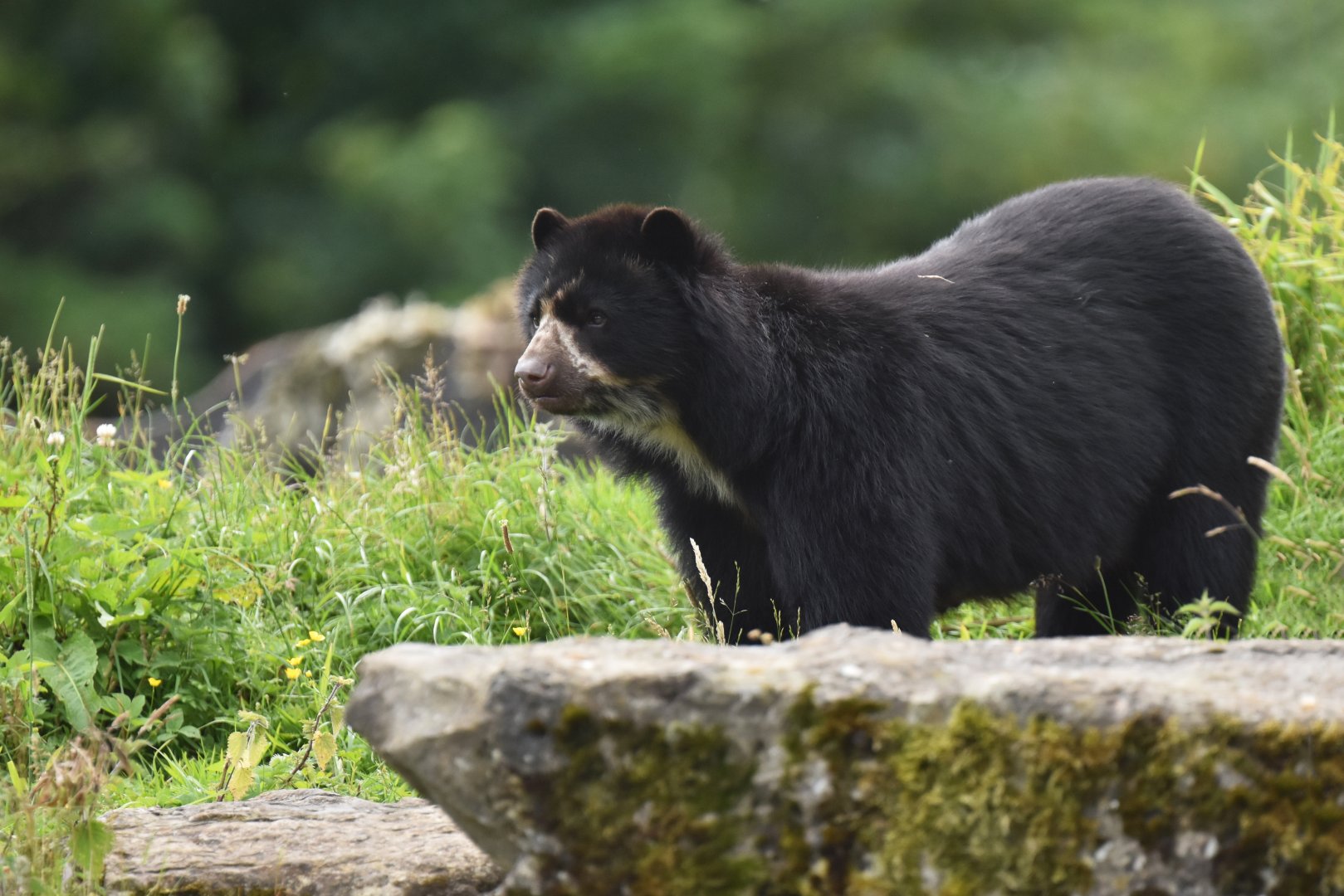 Andean Bear(Tremarctos ornatus)