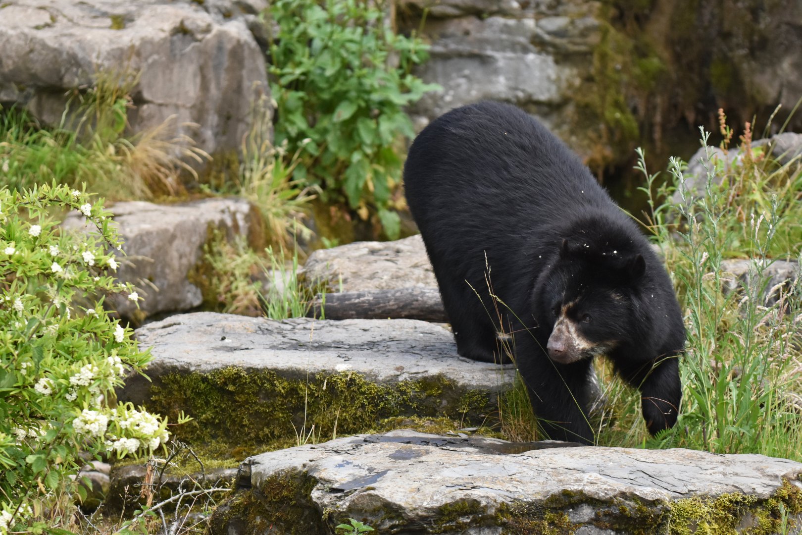Andean Bear(Tremarctos ornatus)
