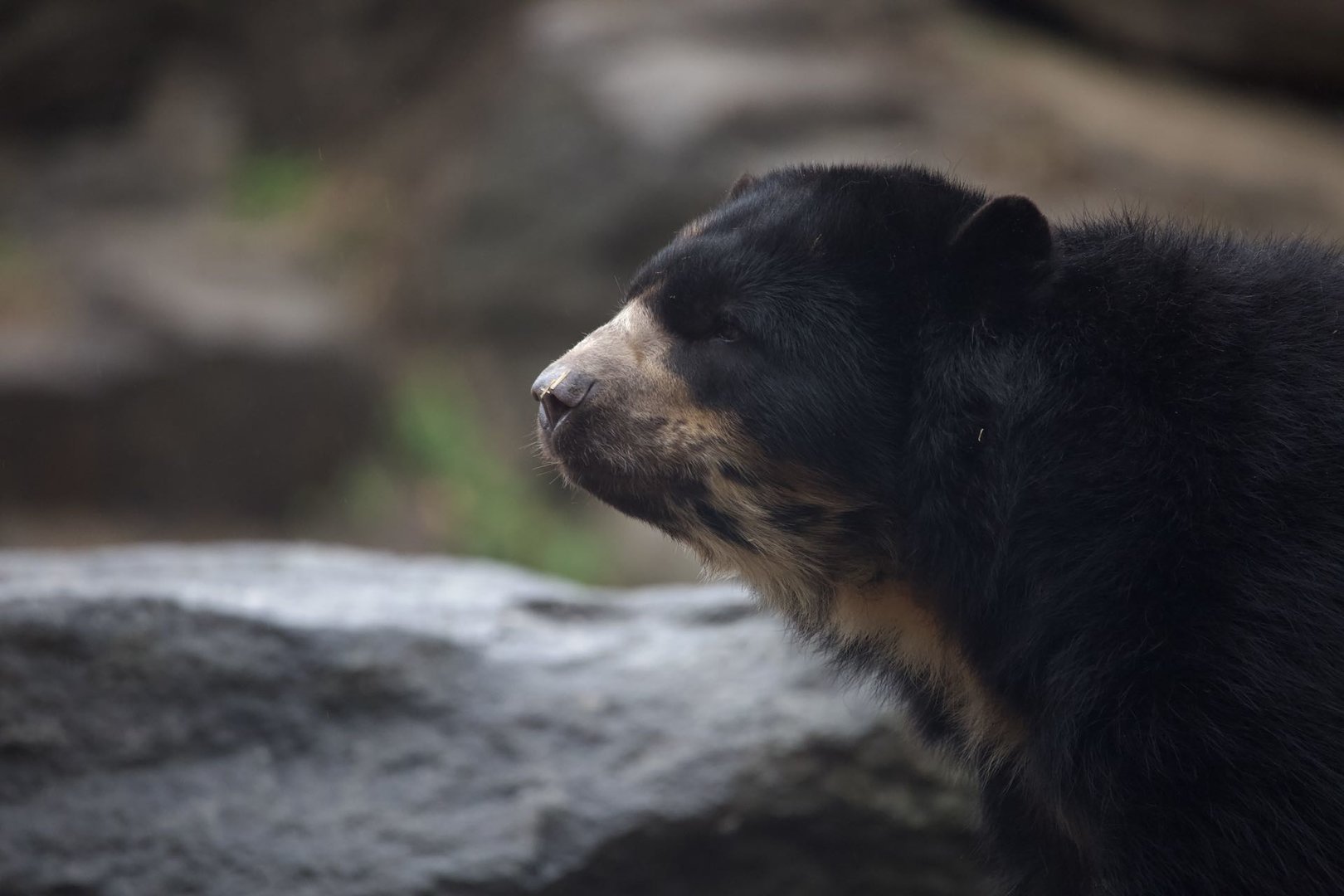 Andean Bear/ Tremarctos ornatus