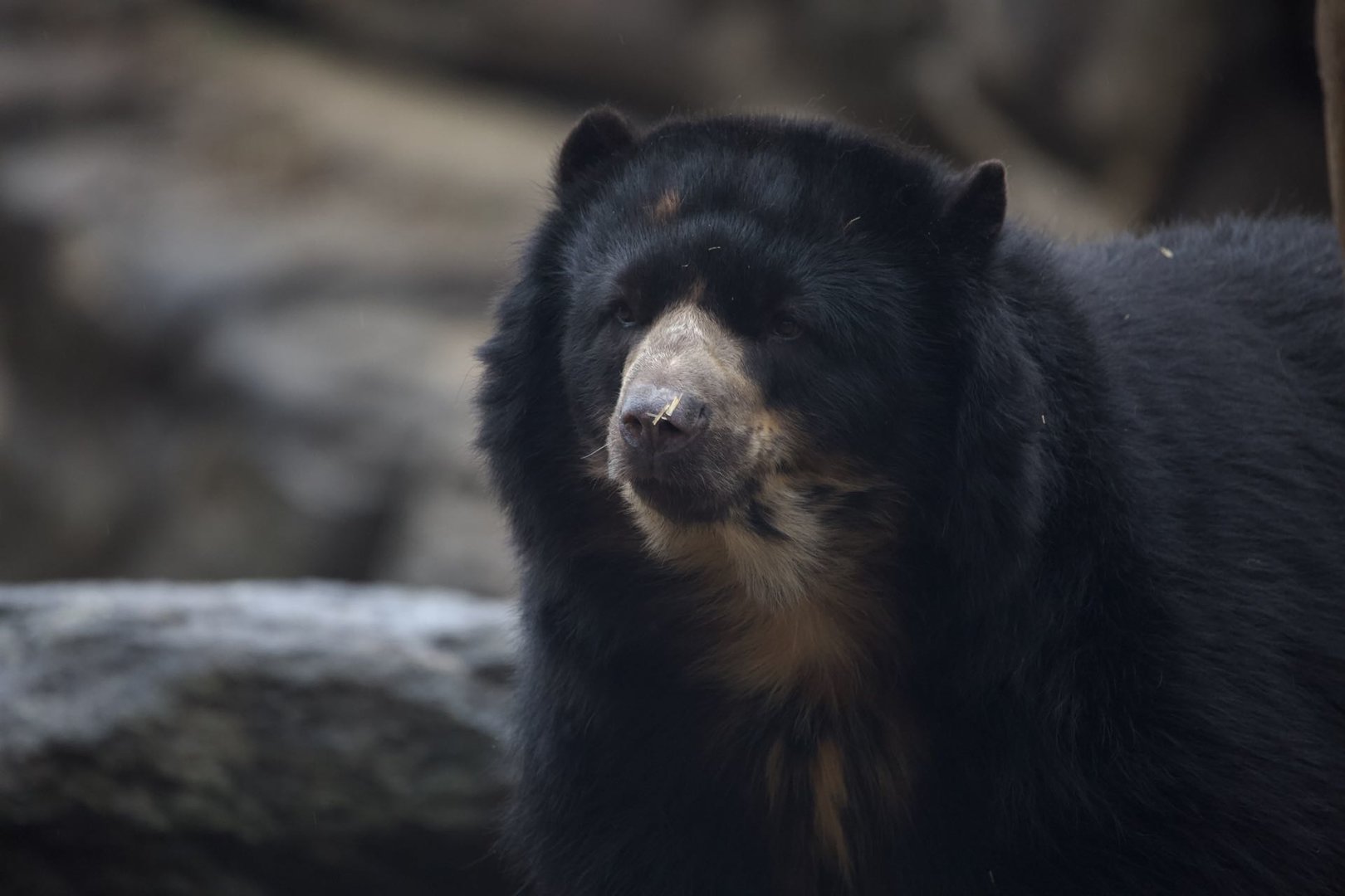 Andean Bear/ Tremarctos ornatus