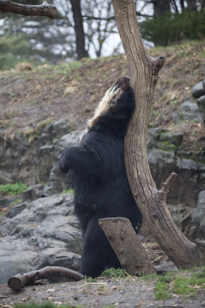 Andean Bear/ Tremarctos ornatus