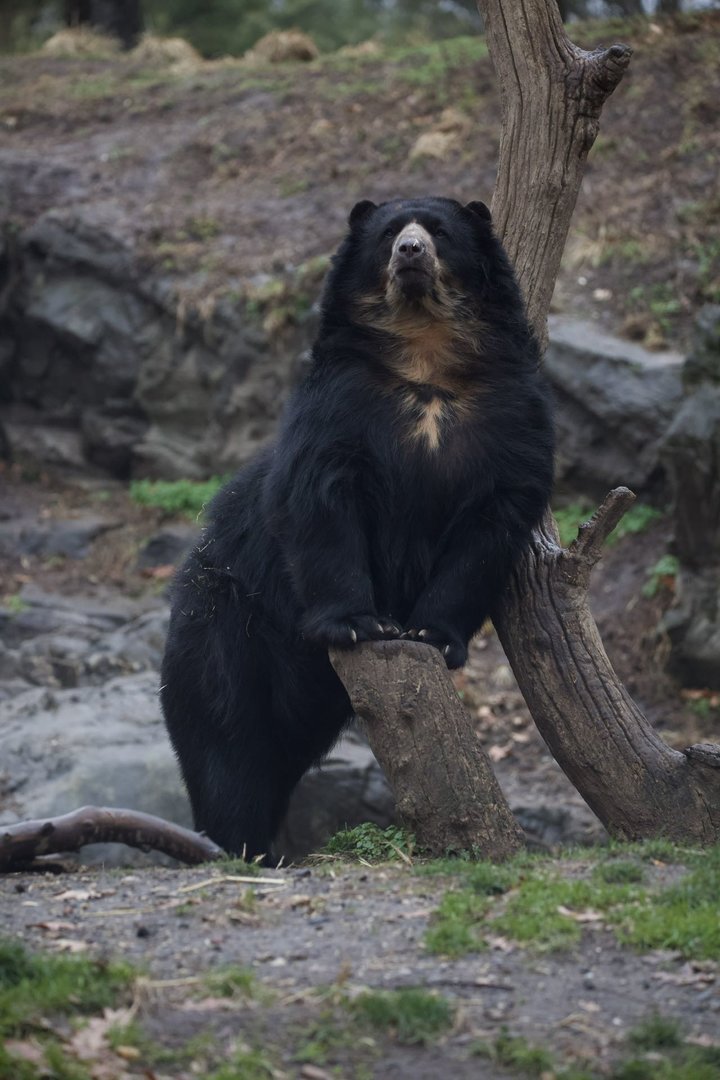 Andean Bear/ Tremarctos ornatus