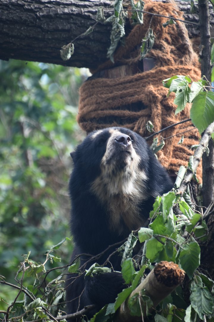 Andean bear, Tremarctos ornatus