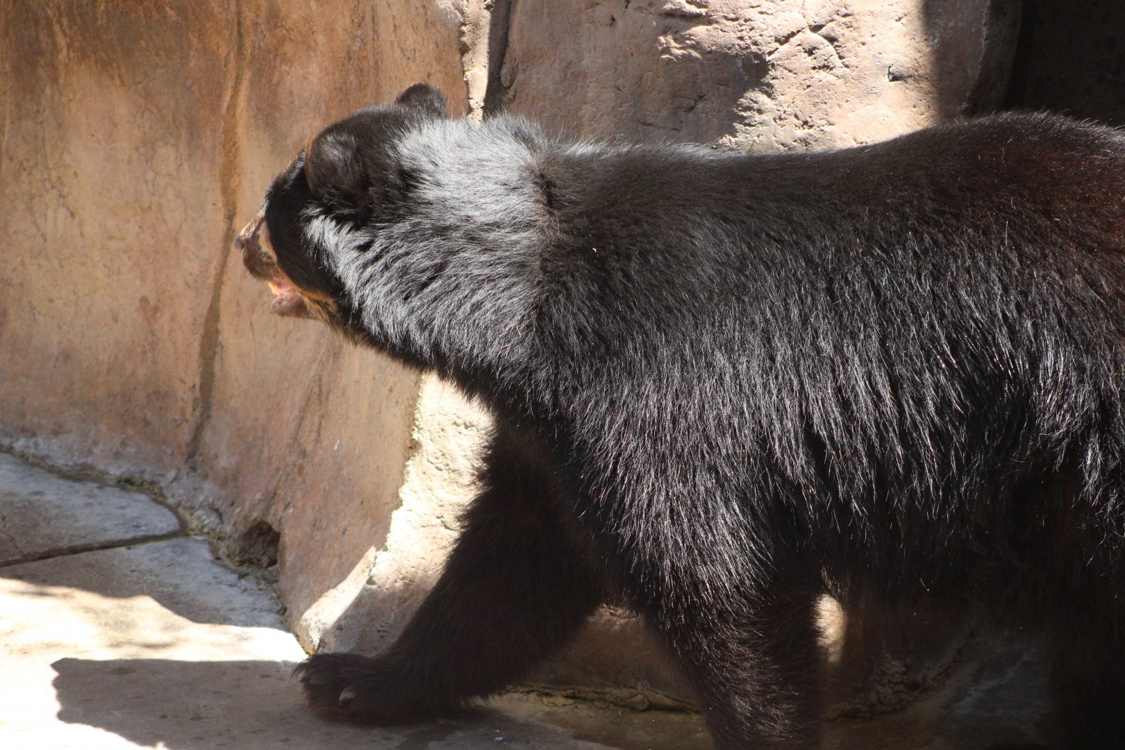 Andean Bear (Tremarctos ornatus)