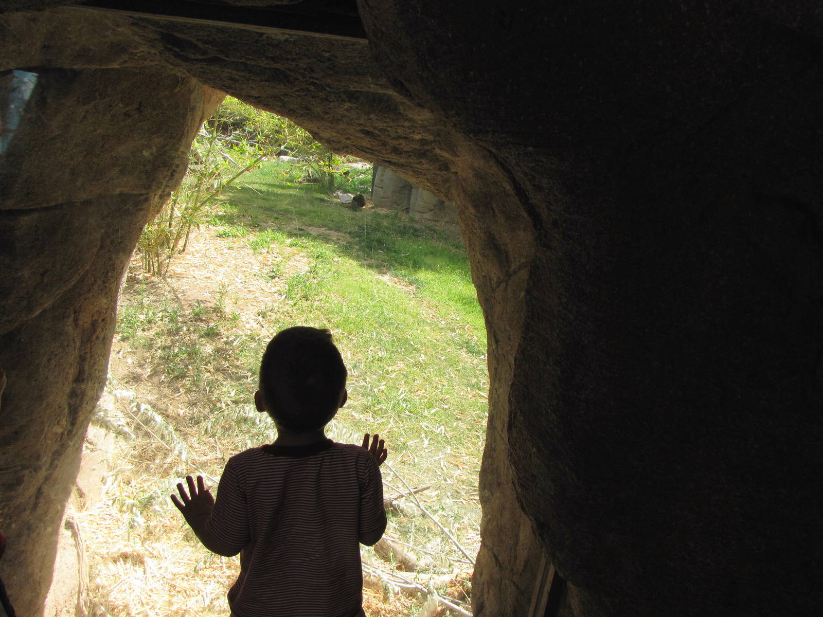 Andean Bear Viewing Window