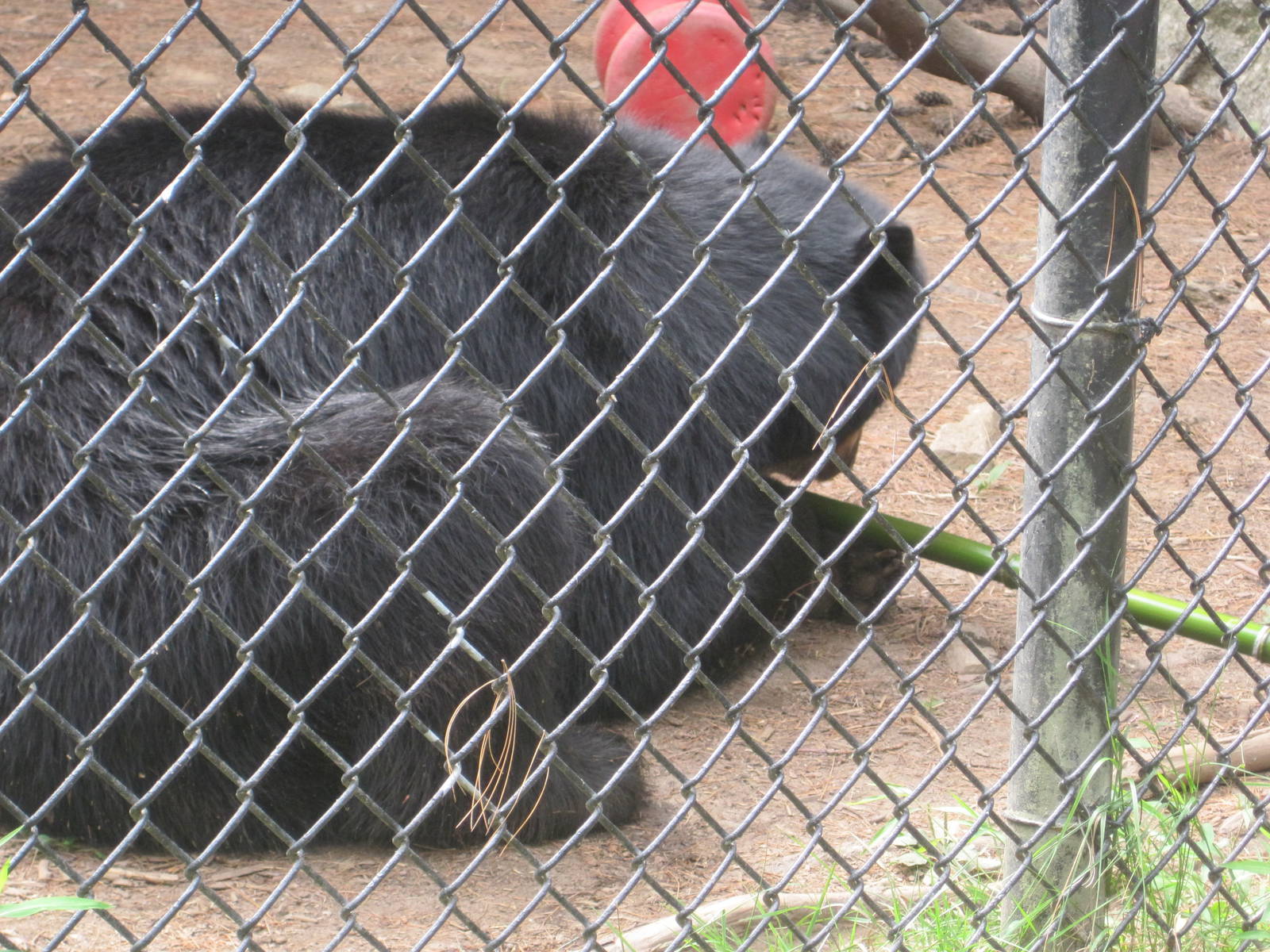 Andean Bear With Bamboo: Part 1