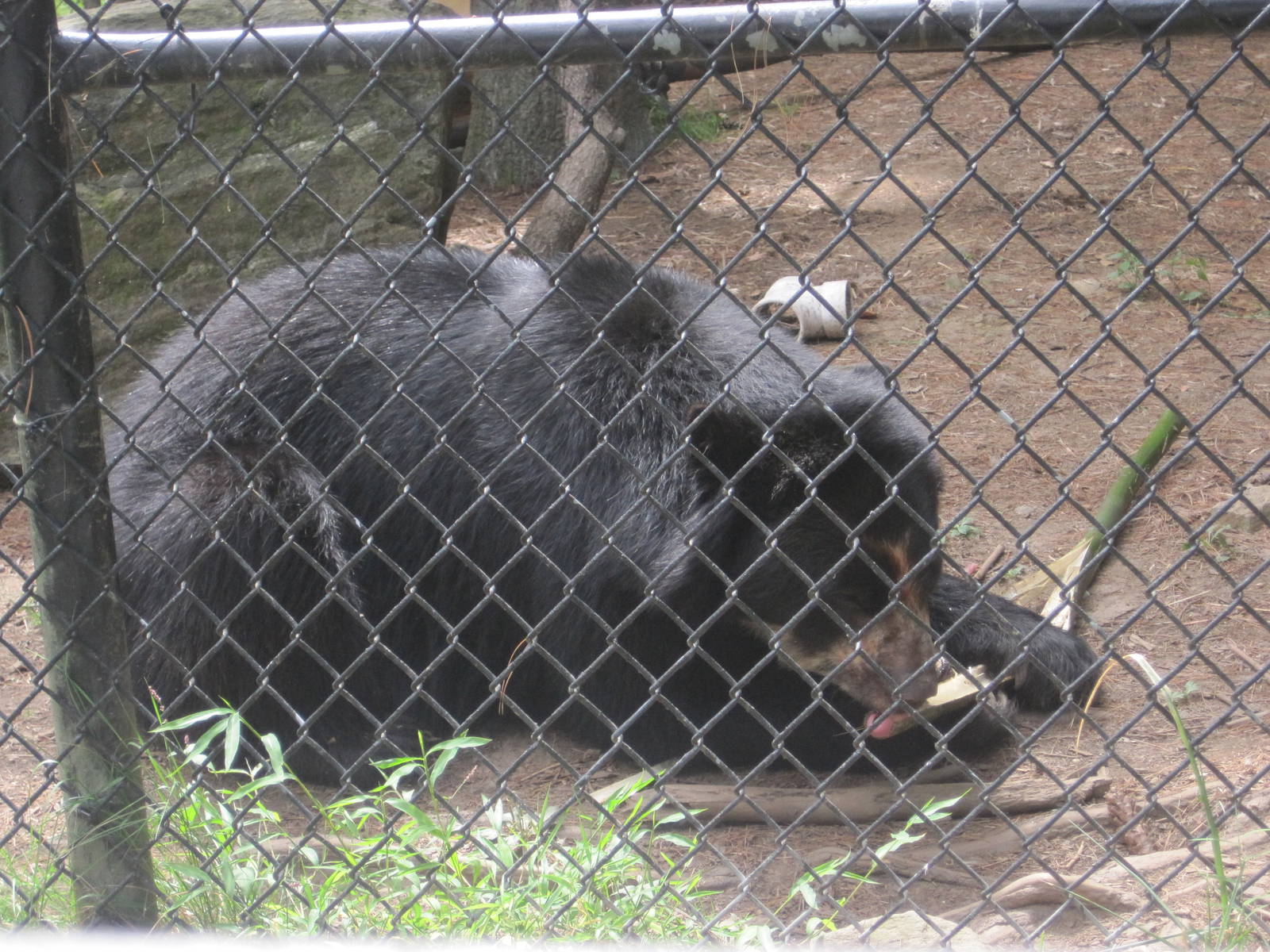 Andean Bear with Bamboo: Part 2
