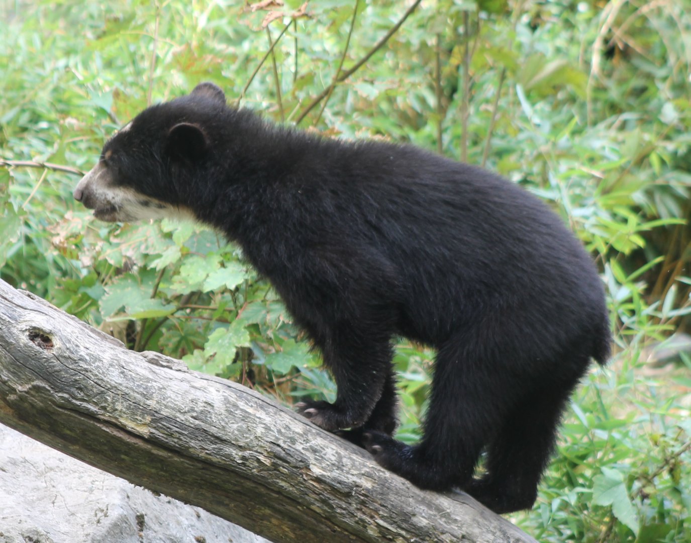 Andean bear - youngster