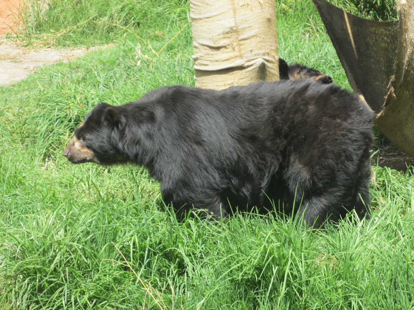 andean bear zacango zoo