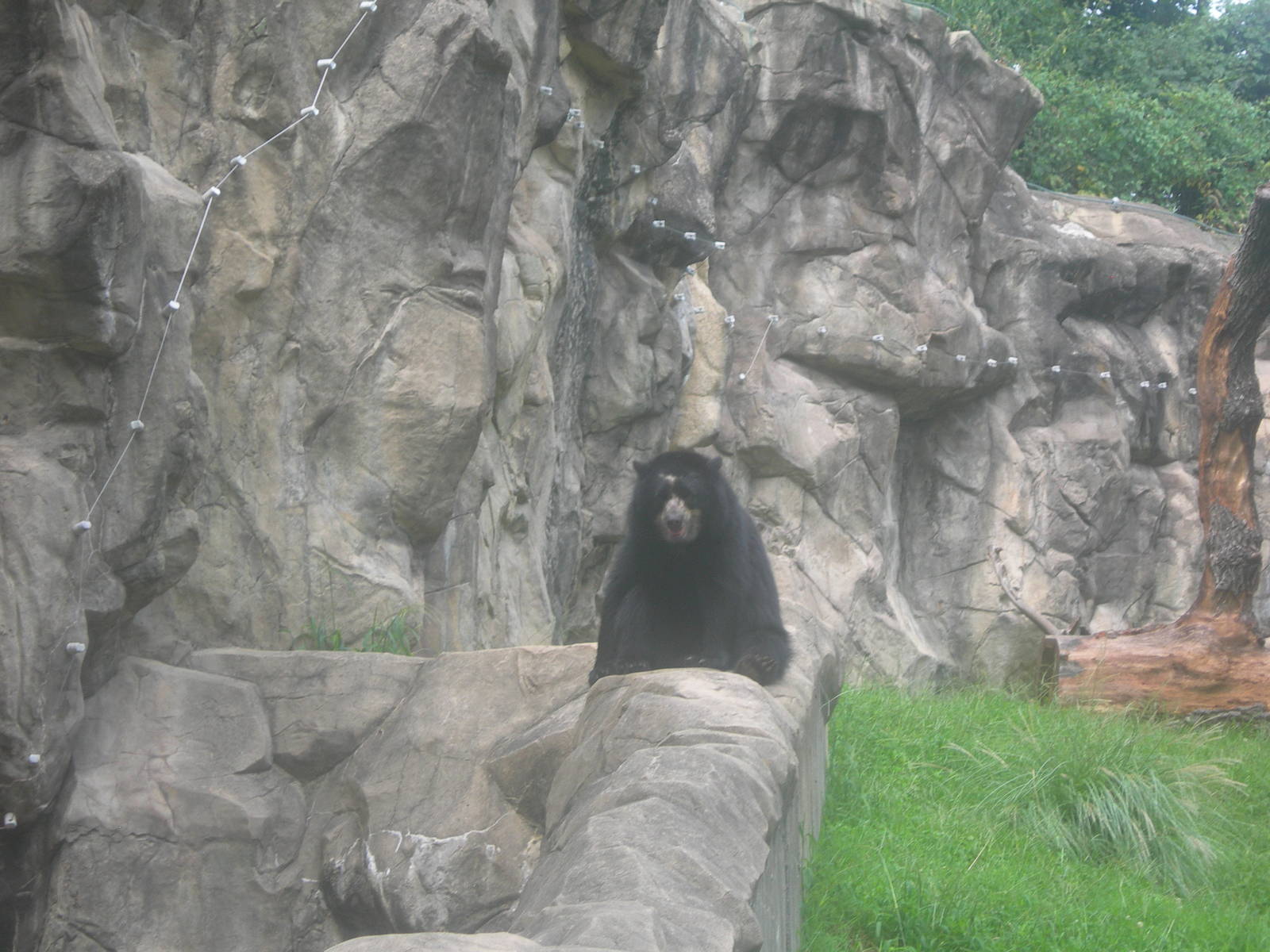 Andean Bear