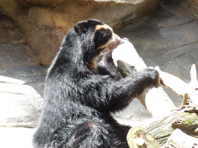 Andean Bear