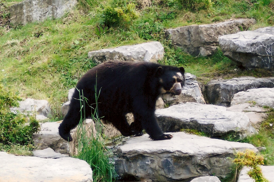 Andean Bear