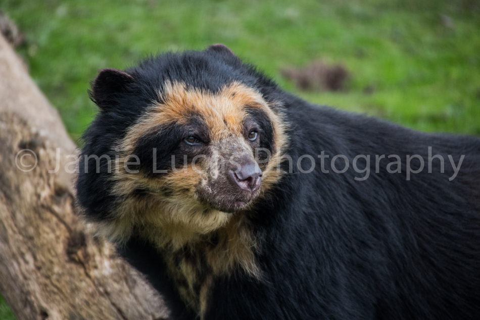 Andean Bear
