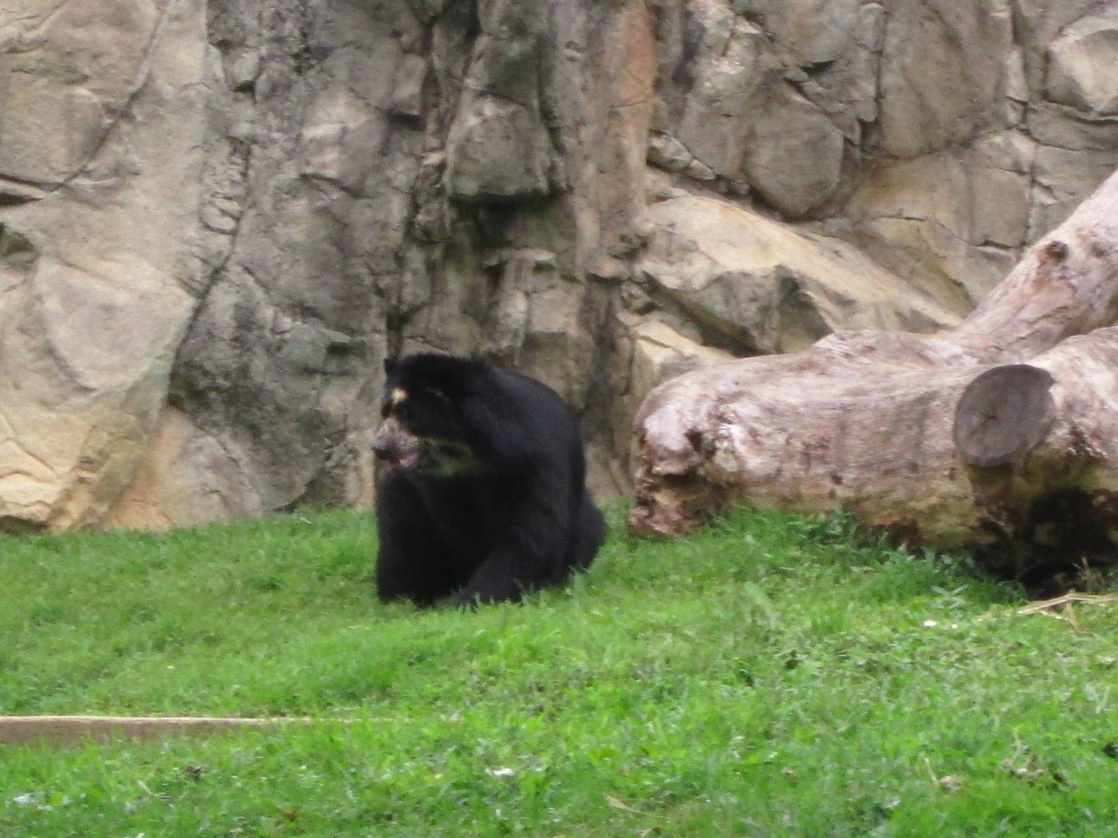 Andean Bear