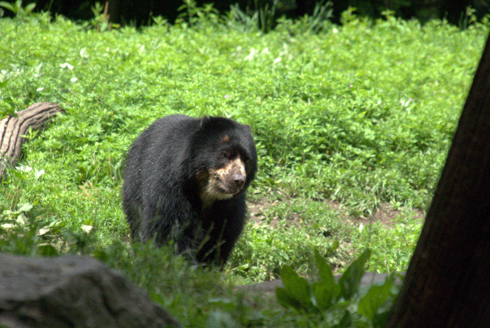 Andean Bear