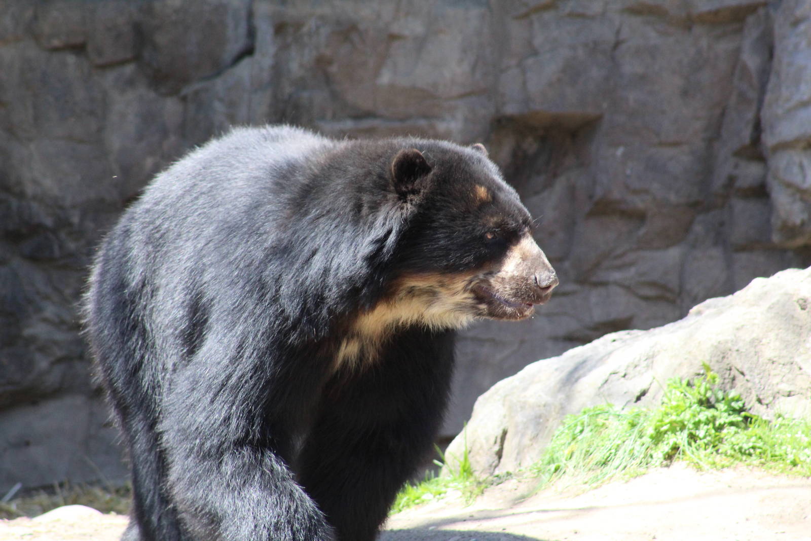 Andean Bear