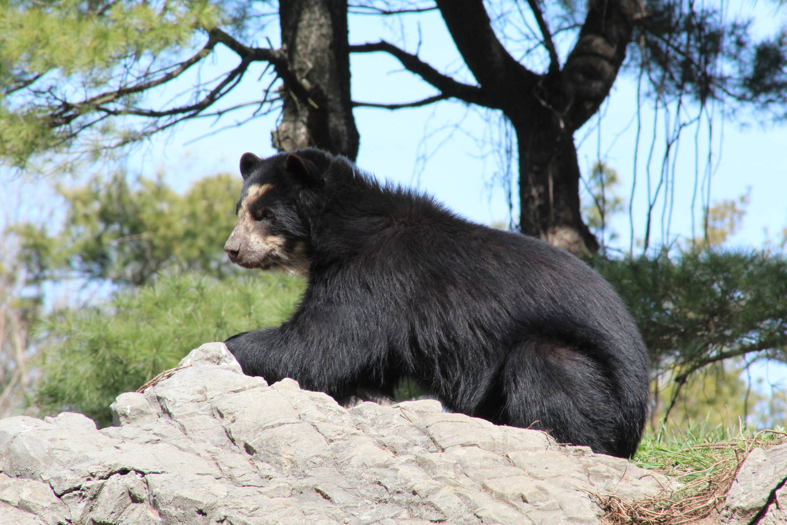 Andean Bear