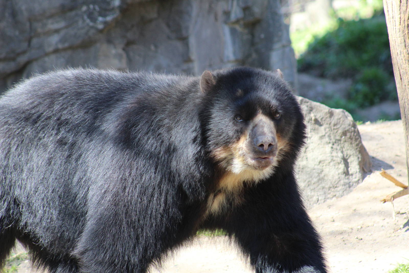 Andean Bear