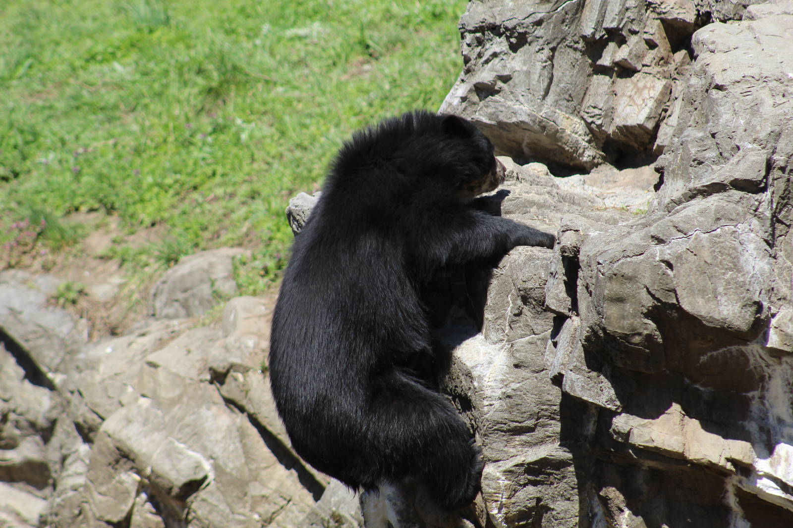 Andean Bear