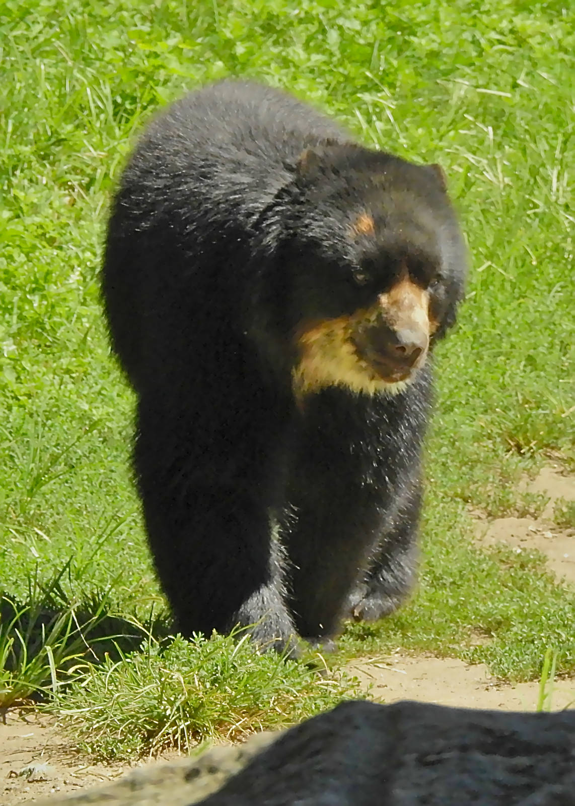 Andean Bear