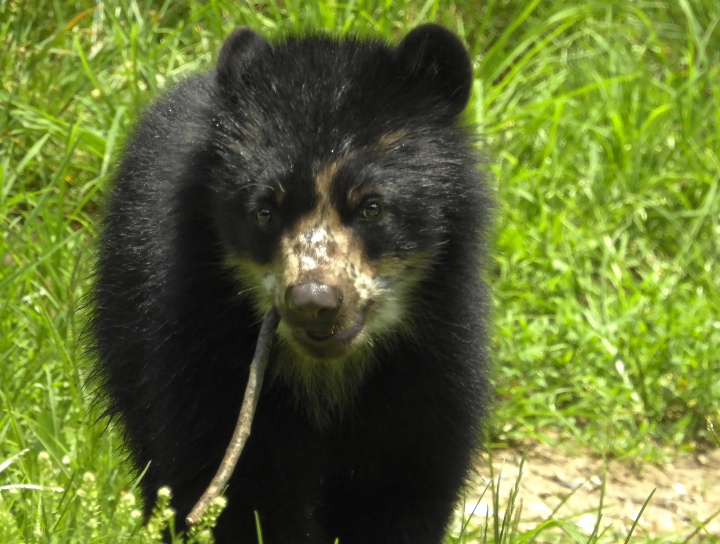 Andean Bear