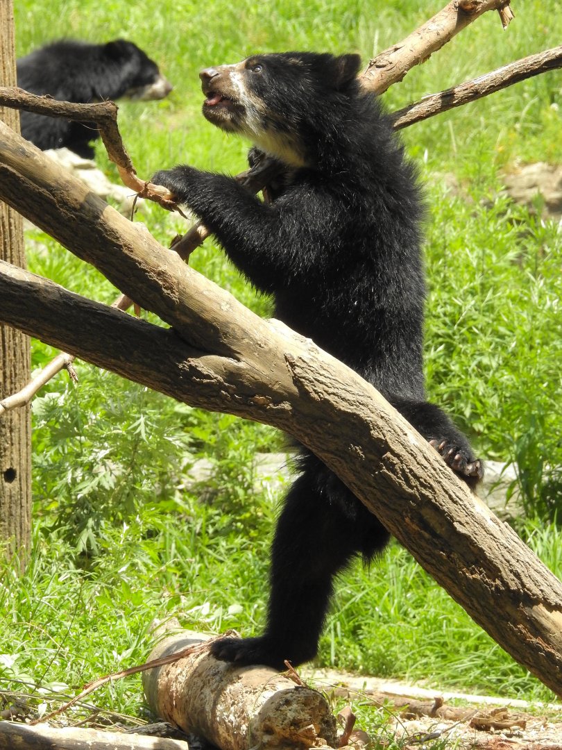 Andean Bear