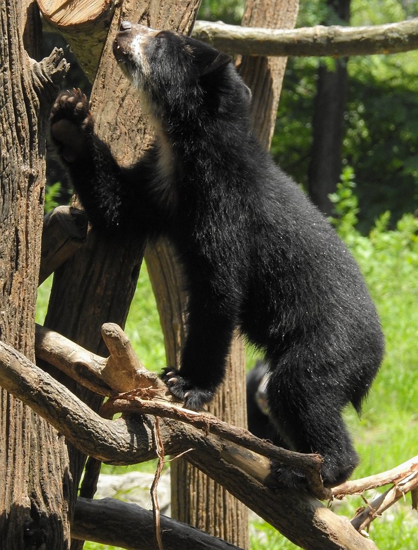 Andean Bear