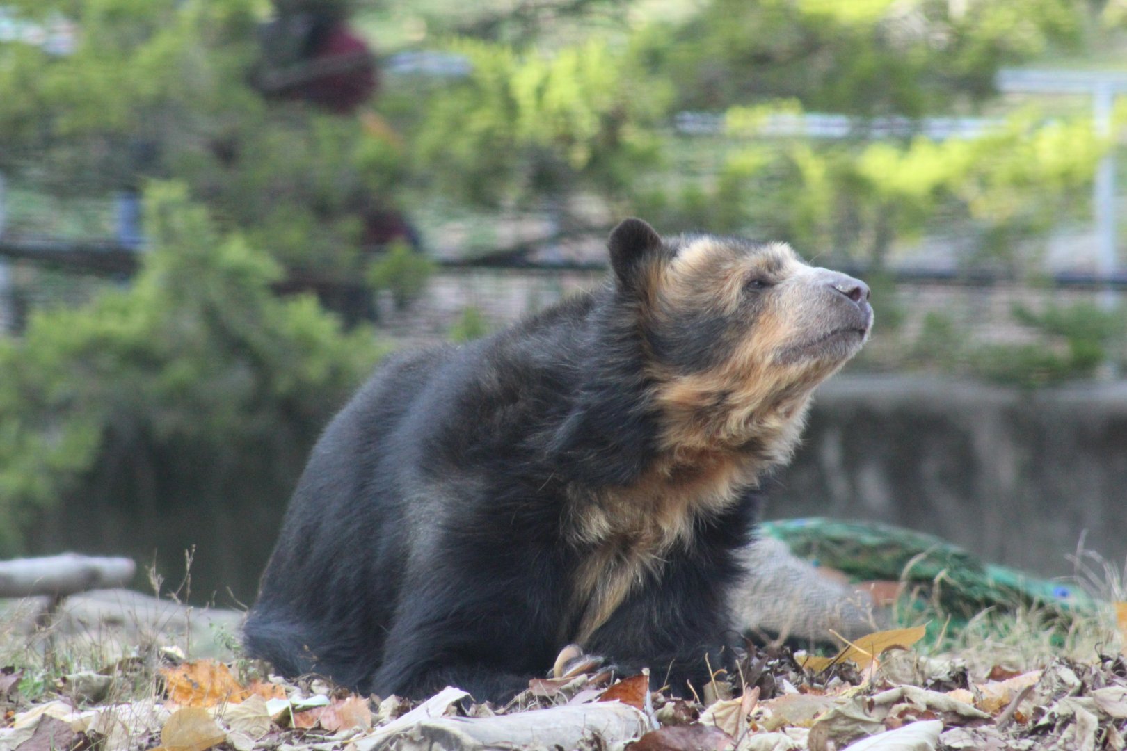 Andean Bear