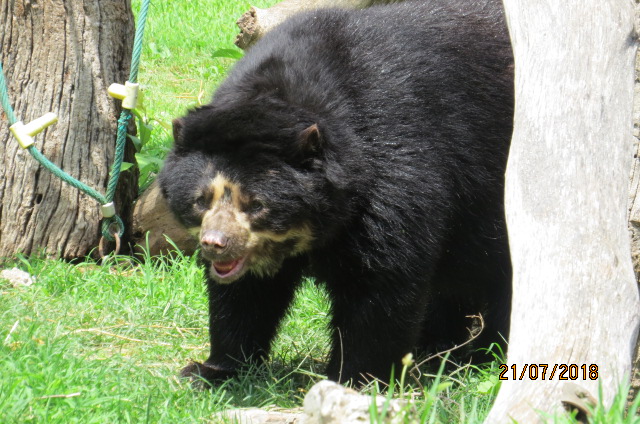 Andean Bear