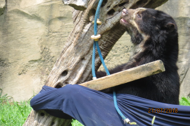 Andean Bear