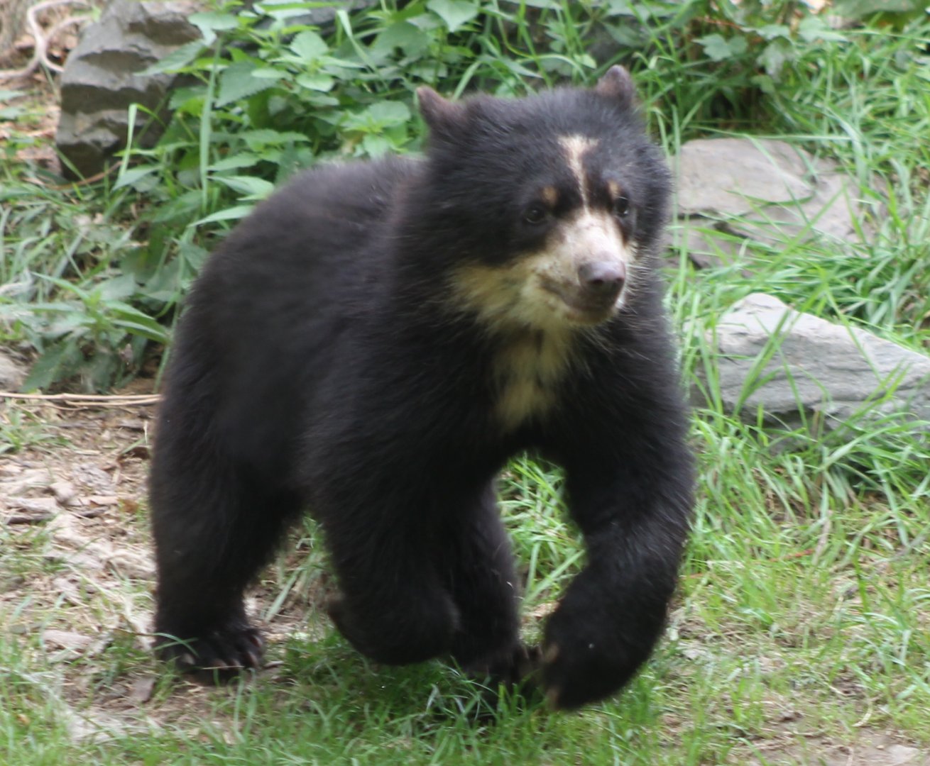 Andean bear