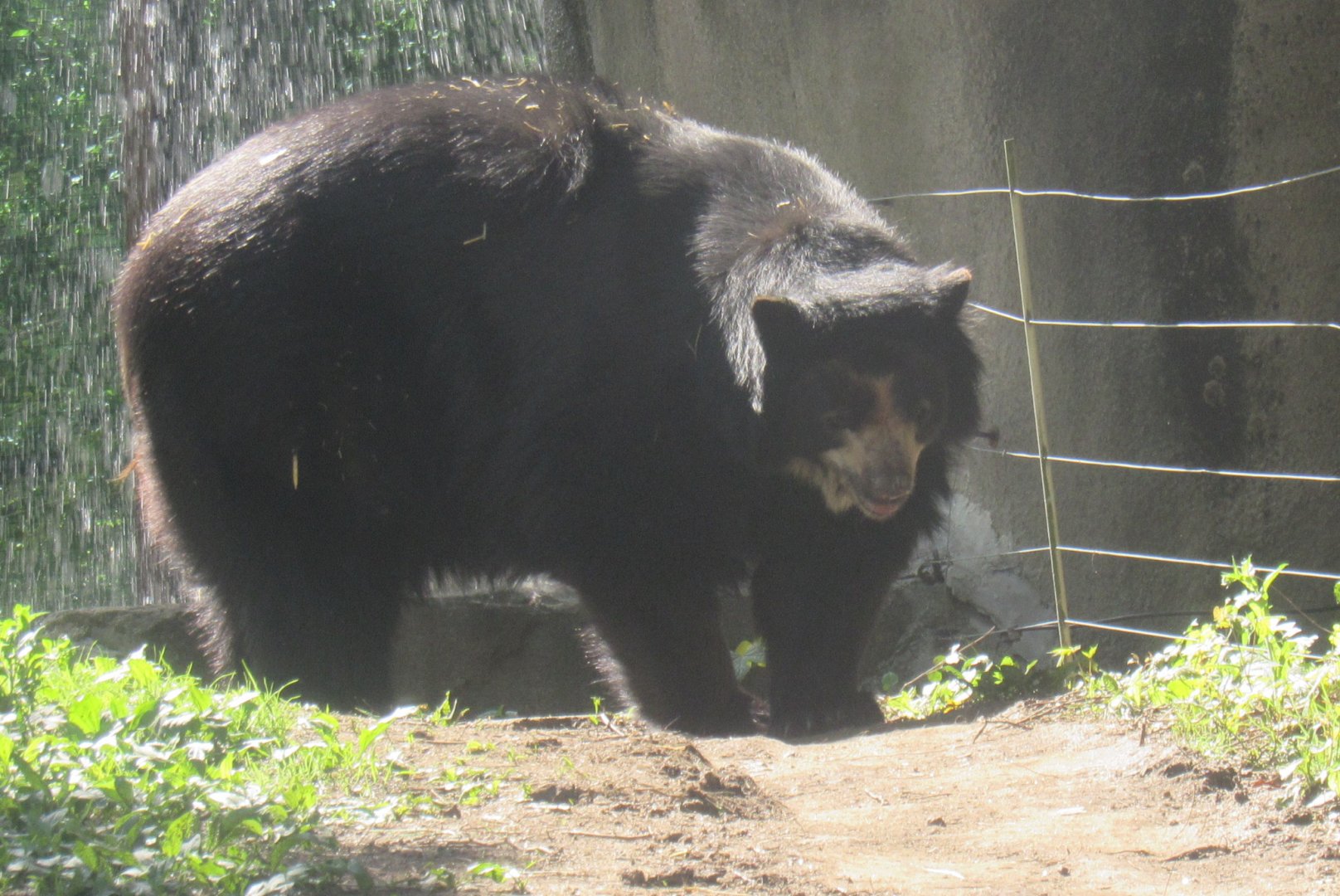 andean bear