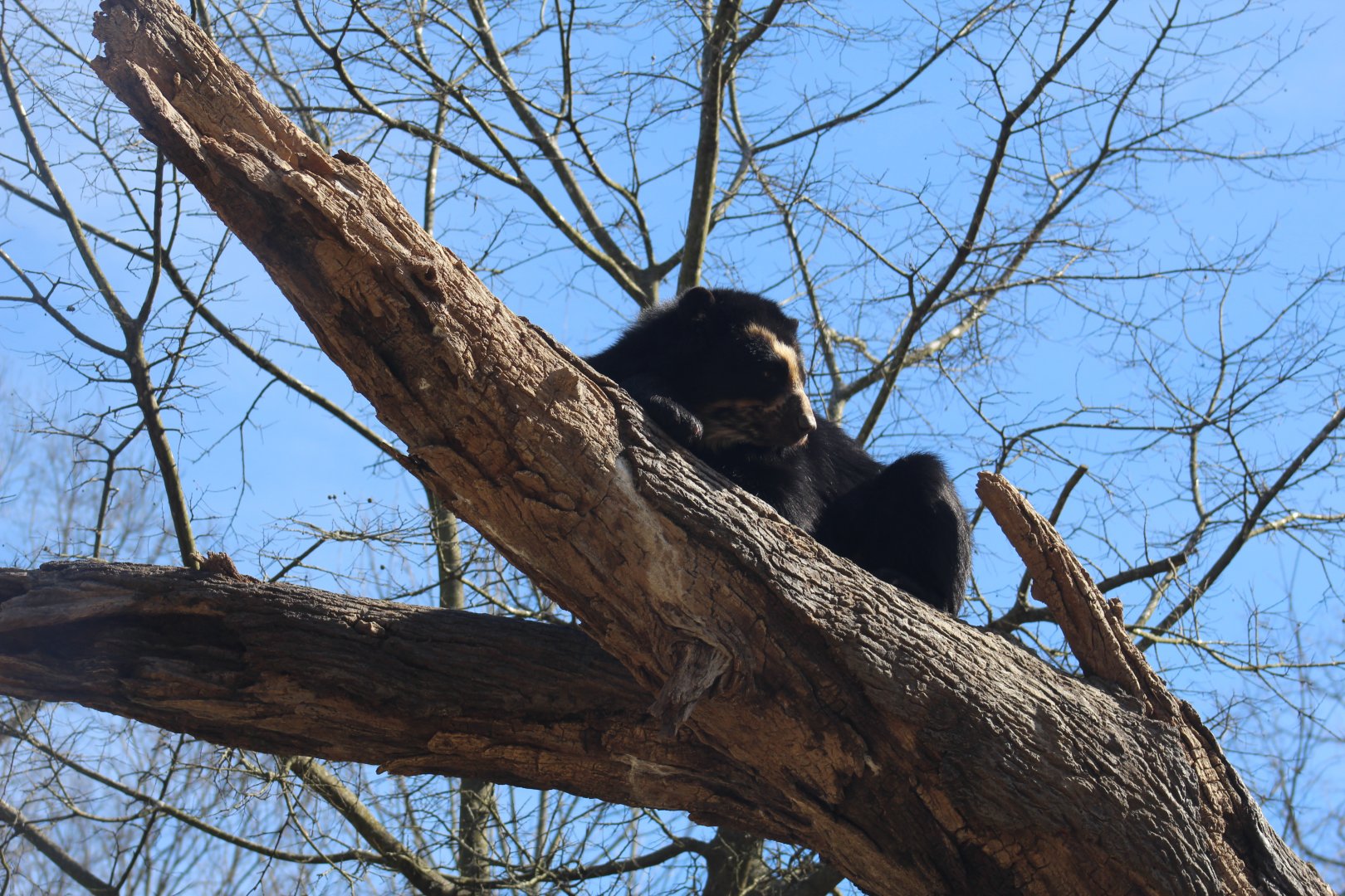 Andean Bear