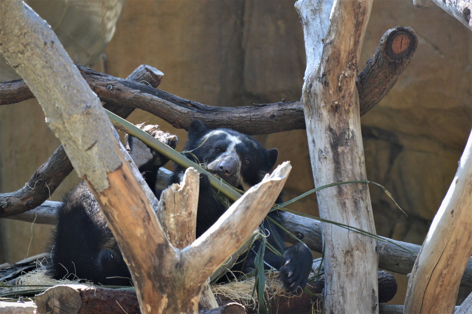 Andean Bear