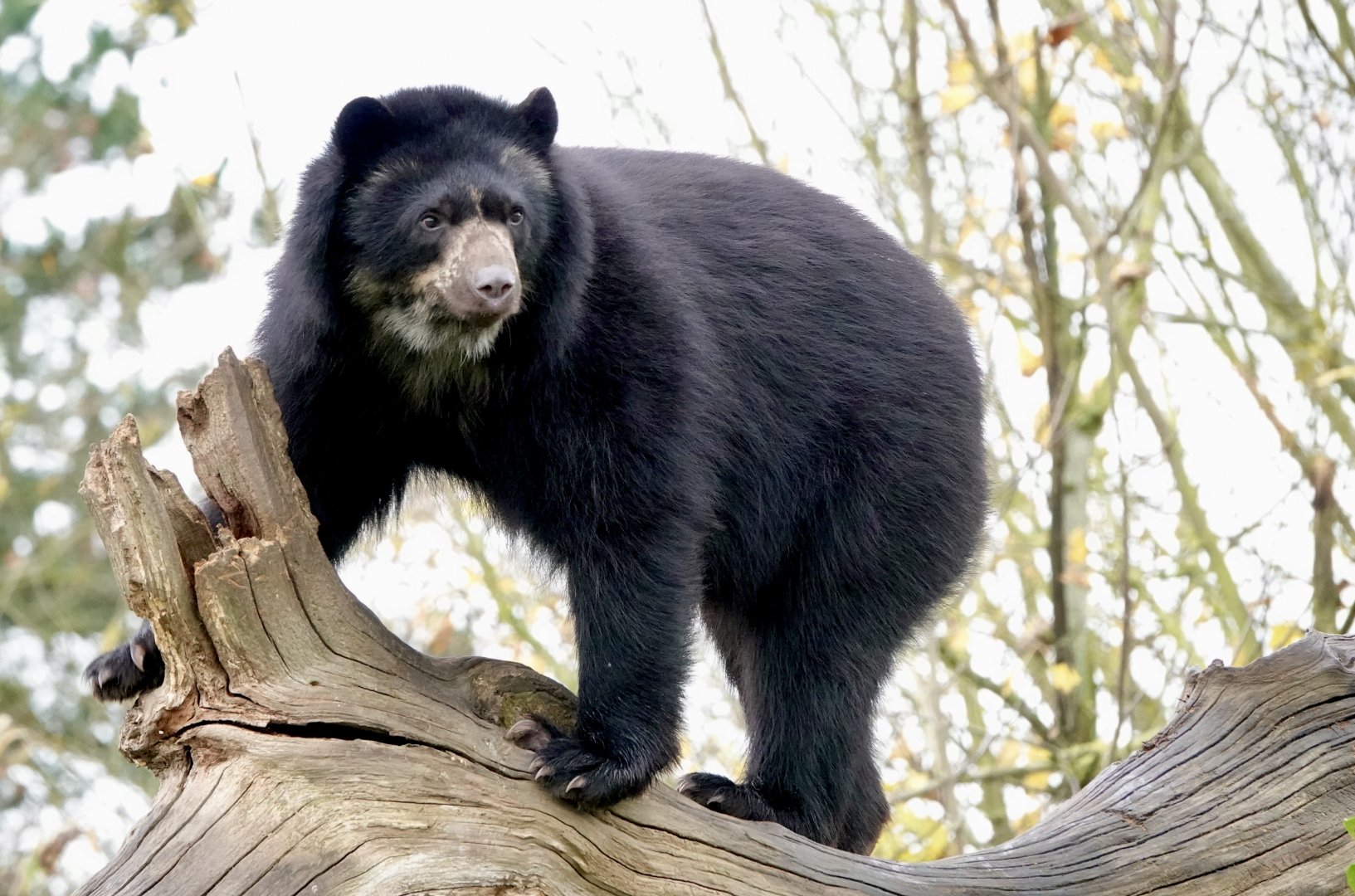 Andean Bear